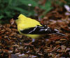 bf_birdgoldfinch1.jpg